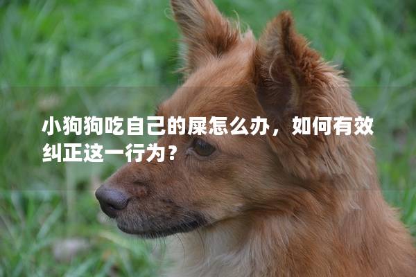 小狗狗吃自己的屎怎么辦，如何有效糾正這一行為？