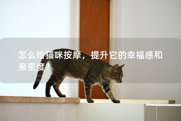怎么給貓咪按摩，提升它的幸福感和親密度？