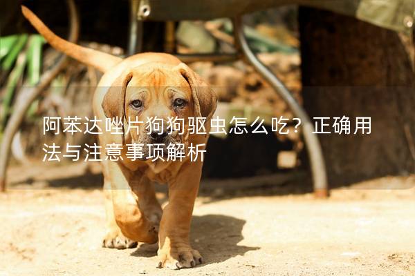 阿苯達唑片狗狗驅蟲怎么吃？正確用法與注意事項解析