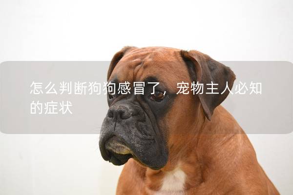 怎么判斷狗狗感冒了，寵物主人必知的癥狀