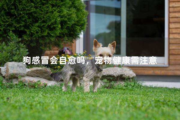 狗感冒會自愈嗎，寵物健康需注意