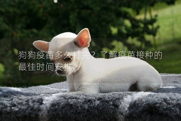 狗狗疫苗多久打完？了解疫苗接種的最佳時(shí)間安排