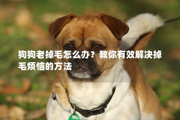 狗狗老掉毛怎么辦？教你有效解決掉毛煩惱的方法