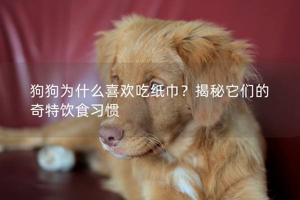 狗狗為什么喜歡吃紙巾？揭秘它們的奇特飲食習(xí)慣