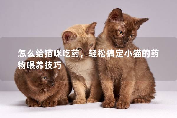 怎么給貓咪吃藥,輕松搞定小貓的藥物喂養技巧 怎么給貓咪吃藥,輕松搞定小貓的藥物喂養技巧