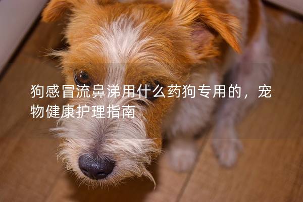 狗感冒流鼻涕用什么藥狗專用的,寵物健康護(hù)理指南 狗感冒流鼻涕用什么藥狗專用的,寵物健康護(hù)理指南