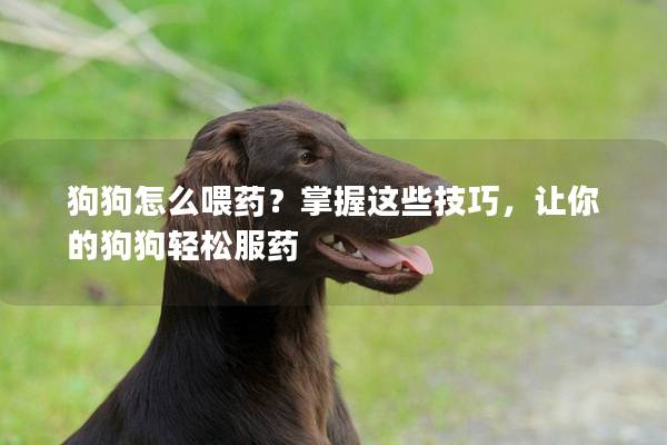 狗狗怎么喂藥？掌握這些技巧，讓你的狗狗輕松服藥