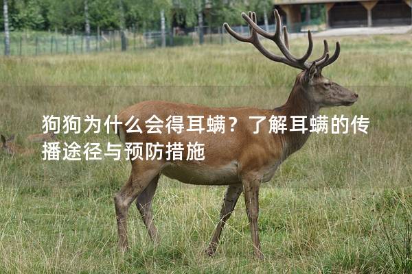 狗狗為什么會得耳螨？了解耳螨的傳播途徑與預防措施