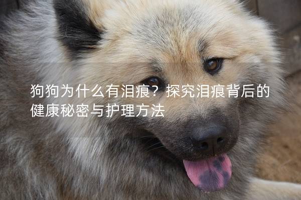 狗狗為什么有淚痕？探究淚痕背后的健康秘密與護理方法