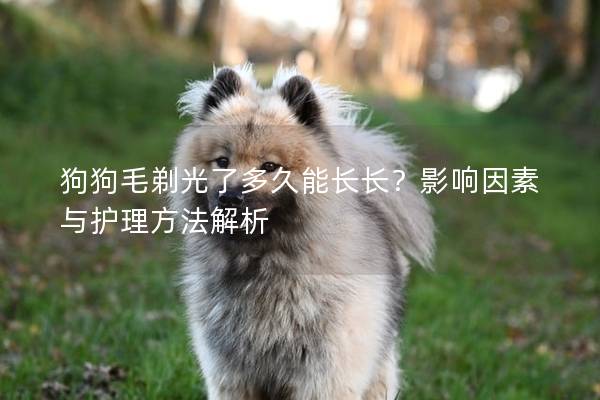 狗狗毛剃光了多久能長(zhǎng)長(zhǎng)？影響因素與護(hù)理方法解析