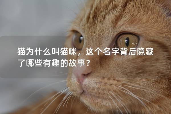貓為什么叫貓咪，這個名字背后隱藏了哪些有趣的故事？