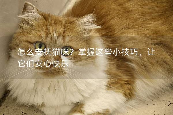 怎么安撫貓咪？掌握這些小技巧，讓它們安心快樂