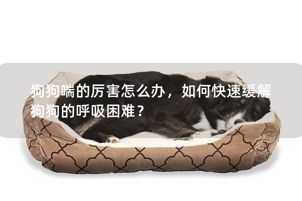 狗狗喘的厲害怎么辦，如何快速緩解狗狗的呼吸困難？