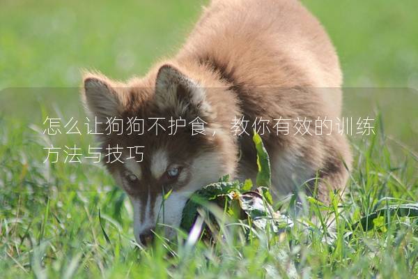 怎么讓狗狗不護食，教你有效的訓練方法與技巧