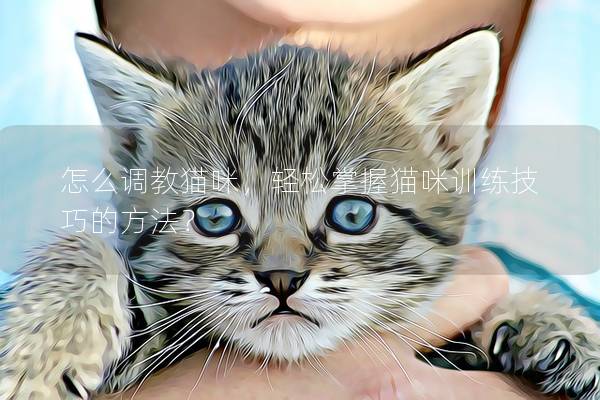 怎么調教貓咪，輕松掌握貓咪訓練技巧的方法？