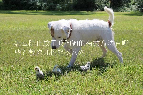 怎么防止蚊子咬狗狗的有效方法有哪些？教你幾招輕松應對