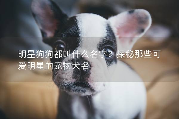 明星狗狗都叫什么名字?探秘那些可愛明星的寵物犬名 明星狗狗都叫什么名字?探秘那些可愛明星的寵物犬名