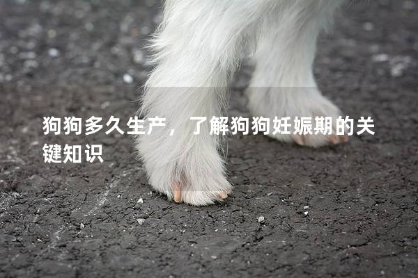 狗狗多久生產，了解狗狗妊娠期的關鍵知識