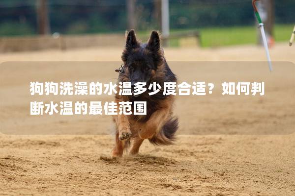 狗狗洗澡的水溫多少度合適?如何判斷水溫的最佳范圍 狗狗洗澡的水溫多少度合適?如何判斷水溫的最佳范圍