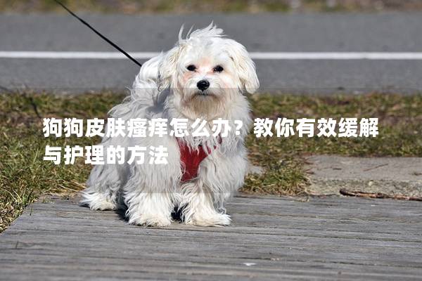 狗狗皮膚瘙癢怎么辦？教你有效緩解與護理的方法