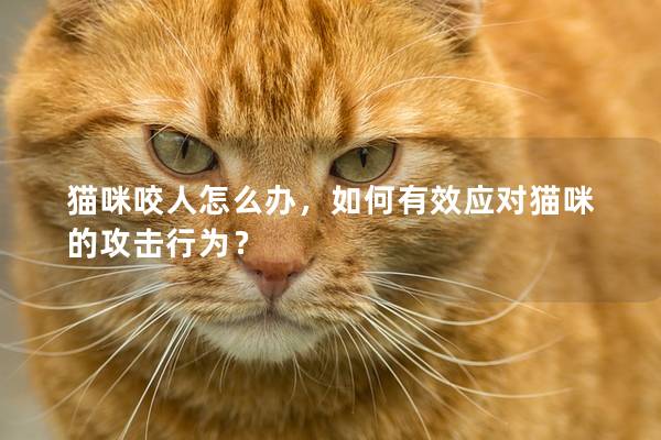貓咪咬人怎么辦，如何有效應對貓咪的攻擊行為？