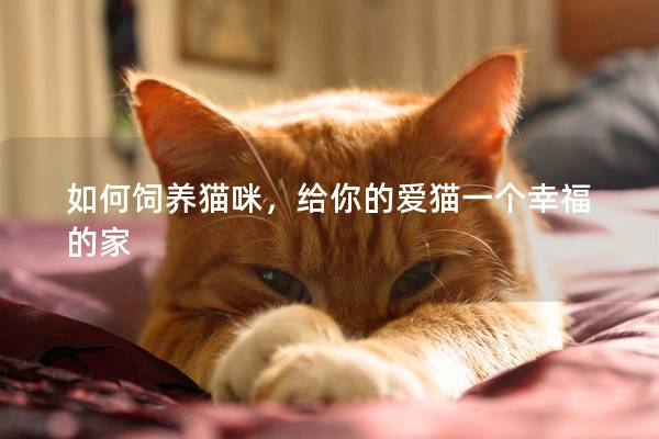 如何飼養(yǎng)貓咪，給你的愛貓一個幸福的家