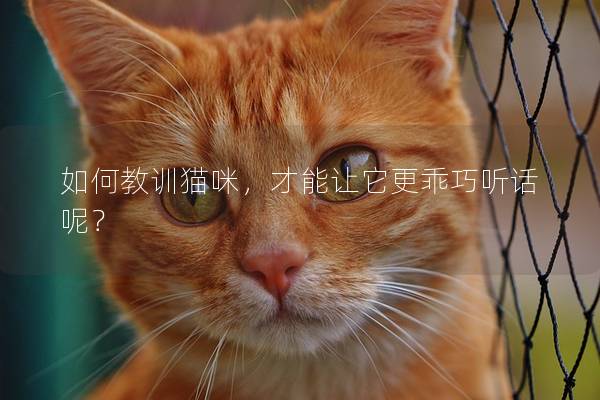 如何教訓貓咪,才能讓它更乖巧聽話呢? 如何教訓貓咪,才能讓它更乖巧聽話呢?