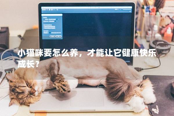 小貓咪要怎么養(yǎng)，才能讓它健康快樂成長？