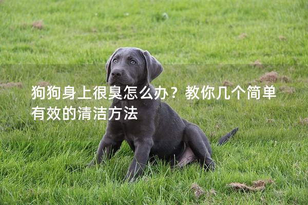 狗狗身上很臭怎么辦？教你幾個簡單有效的清潔方法