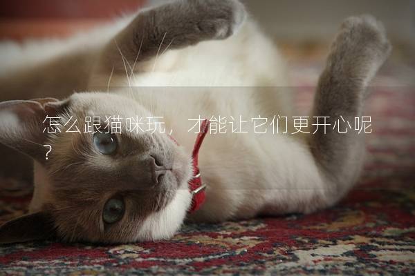 怎么跟貓咪玩，才能讓它們更開心呢？