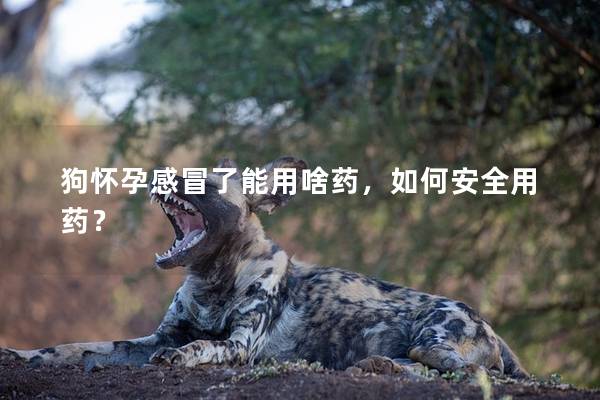 狗懷孕感冒了能用啥藥，如何安全用藥？