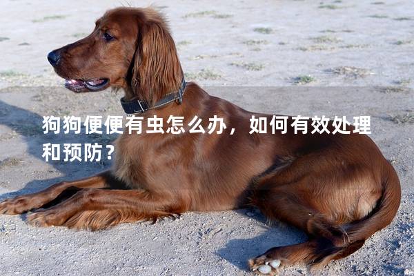 狗狗便便有蟲怎么辦,如何有效處理和預防? 狗狗便便有蟲怎么辦,如何有效處理和預防?