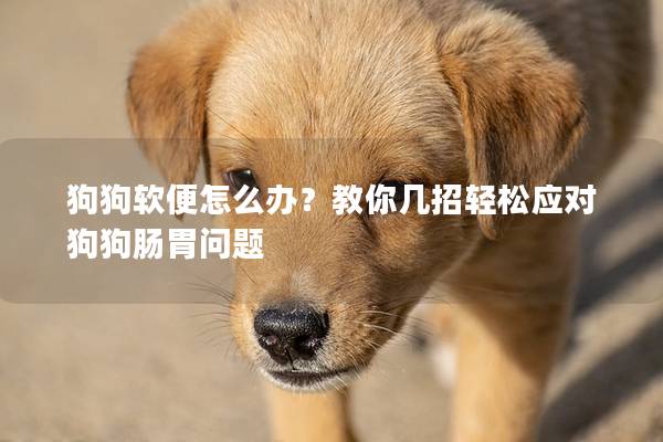 狗狗軟便怎么辦？教你幾招輕松應(yīng)對狗狗腸胃問題