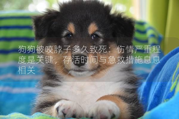 狗狗被咬脖子多久致死:傷情嚴重程度是關鍵,存活時間與急救措施息息相關