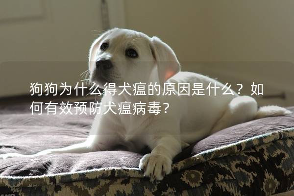 狗狗為什么得犬瘟的原因是什么？如何有效預防犬瘟病毒？