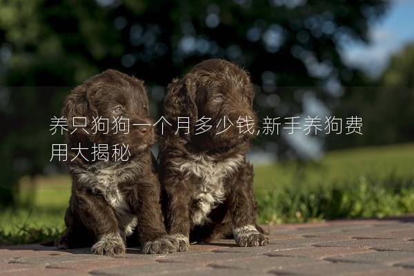 養(yǎng)只狗狗一個月多少錢,新手養(yǎng)狗費用大揭秘