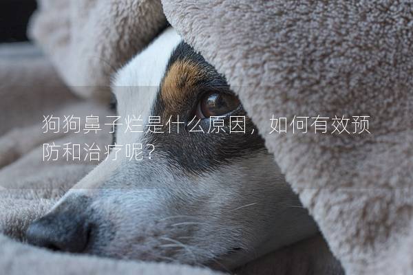 狗狗鼻子爛是什么原因，如何有效預(yù)防和治療呢？