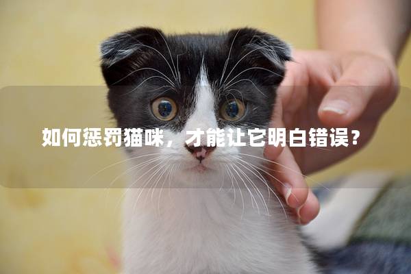 如何懲罰貓咪,才能讓它明白錯誤? 如何懲罰貓咪,才能讓它明白錯誤?