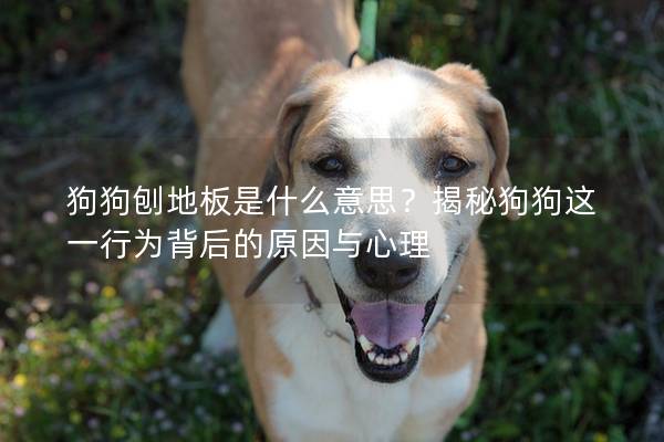 狗狗刨地板是什么意思？揭秘狗狗這一行為背后的原因與心理