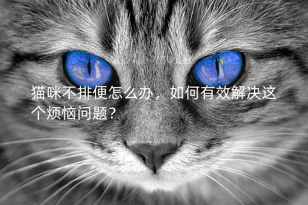 貓咪不排便怎么辦，如何有效解決這個煩惱問題？