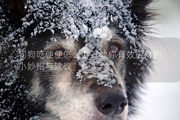 狗狗吃便便怎么辦？教你有效應對的小妙招與建議