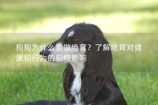 狗狗為什么要做絕育？了解絕育對健康和行為的積極影響