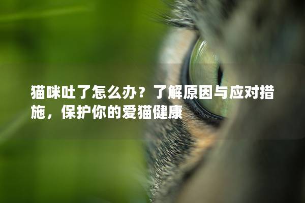貓咪吐了怎么辦?了解原因與應(yīng)對措施,保護(hù)你的愛貓健康