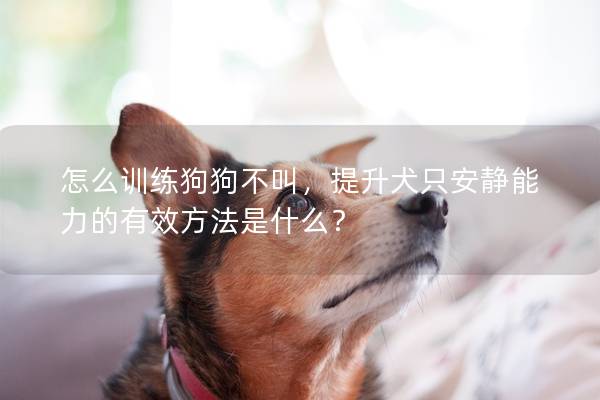 怎么訓練狗狗不叫，提升犬只安靜能力的有效方法是什么？