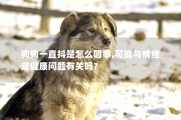 狗狗一直抖是怎么回事,可能與情緒或健康問(wèn)題有關(guān)嗎？