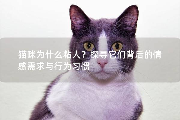 貓咪為什么粘人？探尋它們背后的情感需求與行為習(xí)慣