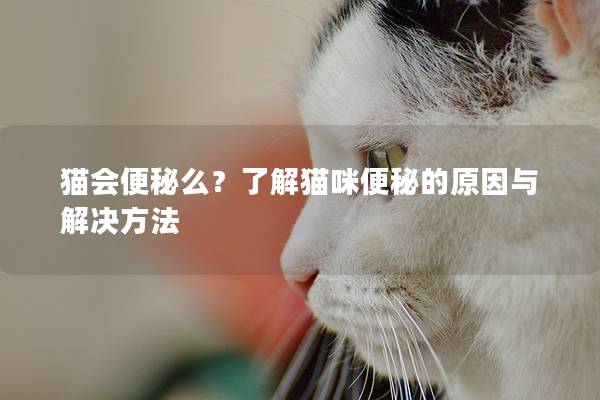 貓會便秘么？了解貓咪便秘的原因與解決方法