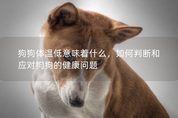 狗狗體溫低意味著什么，如何判斷和應對狗狗的健康問題