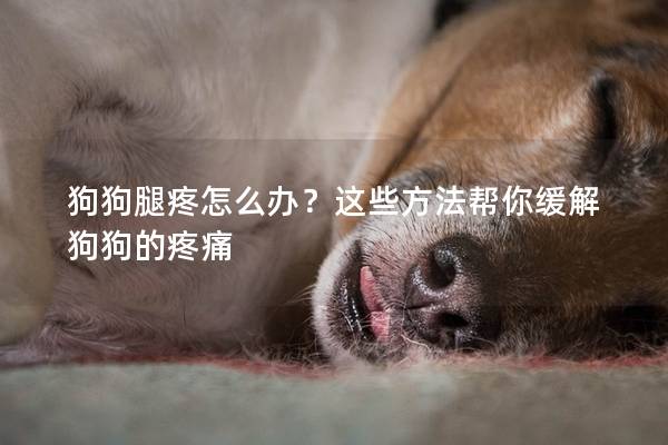 狗狗腿疼怎么辦？這些方法幫你緩解狗狗的疼痛