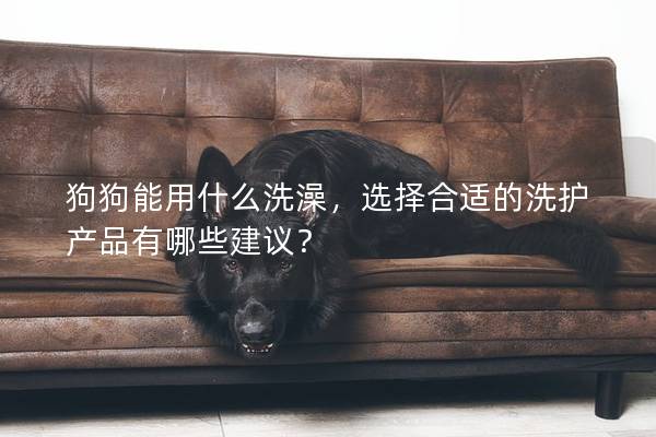 狗狗能用什么洗澡，選擇合適的洗護產品有哪些建議？